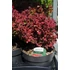 Kép 1/2 - Berberis thunbergii 'Ruby Star' - borbolya - CS9