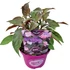 Kép 2/2 - Hydrangea aspera - érdeslevelű hortenzia