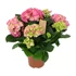 Kép 2/2 - Hydrangea macrophylla 'Early Rosa' - kerti hortenzia - CS14