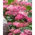 Kép 3/3 - Hydrangea arborescens 'Pink Annabelle' - cserjés hortenzia - CS19