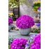 Kép 1/2 - Aubrieta hybrida Axcent Purple– pázsitviola - CS12