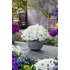 Kép 1/2 - Aubrieta hybrida Axcent White– pázsitviola - CS12