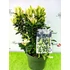 Kép 1/2 - Euonymus japonicus 'Paloma Blanca' - kecskerágó - CS17