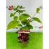Kép 2/2 - Calycanthus raulstonii 'Hartlage Wine' - illatos fűszercserje - CS13