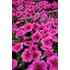 Kép 2/2 - Petunia hybrida 'Rose Gem' - petúnia - CS12