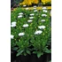 Kép 2/3 - Osteospermum ecklonis 'Margarita White 2022' - cseppecske virág - CS12