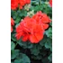 Kép 2/2 - Pelargonium zonale 'Scarlet/Red' – bokor vagy álló muskátli - CS12