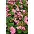 Kép 2/2 - Begonia semperflorens - zöld levelű, rózsaszín cukorvirág - CS9