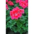 Kép 3/3 - Pelargonium zonale 'Dolce Vita Mia/Purple Eye' – bokor vagy álló muskátli - CS12
