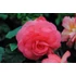 Kép 3/3 - Begonia x tuberhybrida 'Limitless Dark Rose' - gumós begónia - CS12
