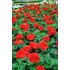 Kép 2/3 - Pelargonium zonale 'Trend Sophie/Dark Red' – bokor vagy álló muskátli - CS12