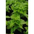Kép 4/4 - Ipomoea batatas 'Marguerite' - batáta - CS12