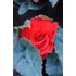 Kép 2/2 - Begonia x tuberhybrida 'Limitless Dark Red' - gumós begónia - CS12