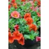 Kép 2/2 - Petunia calibrachoa 'Aloha Kona Orange' - mini virágú petúnia - CS12