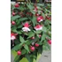 Kép 2/2 - Fuchsia Ballerina 'Arabesque' - fukszia - CS12
