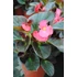 Kép 2/2 - Begonia x hybrida 'Rose Bronze Leaf' - Big begónia - CS14