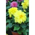 Kép 3/3 - Dahlia x hybrida 'Yellow' - törpe dália - CS14
