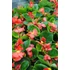 Kép 3/3 - Begonia semperflorens - zöld levelű, piros cukorvirág - CS9