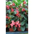 Kép 2/2 - Begonia x hybrida 'Red Bronze Leaf' - Big begónia - CS14