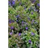 Kép 2/2 - Lobelia erinus 'Riviera Midnight Blue' - lobélia - CS9