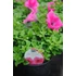 Kép 2/2 - Petunia surfinia 'Hot Pink' - petúnia - CS12