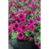 Kép 2/2 - Petunia calibrachoa 'Aloha Kona Neon' - mini virágú petúnia - CS12