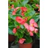 Kép 2/2 - Begonia x hybrida 'Red Green Leaf' - Big begónia - CS14