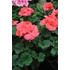 Kép 3/3 - Pelargonium zonale 'Dolce Vita Lisa/Hot Coral' – bokor vagy álló muskátli - CS12