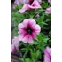 Kép 2/2 - Petunia hybrida 'Burgundy Gem' - petúnia - CS12