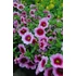 Kép 2/2 - Petunia calibrachoa 'Aloha Kona Tiki Pink' - mini virágú petúnia - CS12