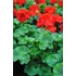 Kép 3/3 - Pelargonium zonale 'Trend Sophie/Dark Red' – bokor vagy álló muskátli - CS12
