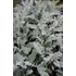 Kép 3/3 - Jacobaea maritima (Senecio cineraria)  Silver Dust - hamvaska - CS9
