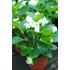 Kép 2/2 - Begonia x hybrida 'White Green Leaf' - Big begónia - CS14