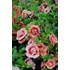 Kép 2/2 - Petunia calibrachoa 'Aloha Double Apricot' - mini virágú petúnia - CS12
