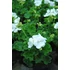 Kép 2/3 - Pelargonium zonale 'Trend Lessie/White' – bokor vagy álló muskátli - CS12