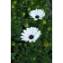 Kép 3/3 - Osteospermum ecklonis 'Margarita White 2022' - cseppecske virág - CS12