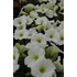 Kép 2/2 - Petunia hybrida 'White' - petúnia - CS12