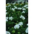 Kép 3/3 - Pelargonium zonale 'Trend Lessie/White' – bokor vagy álló muskátli - CS12