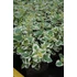Kép 3/3 - Plectranthus coleoides - kakassarkantyú vagy szúnyogűző - CS12