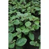 Kép 3/3 - Plectranthus coleoides 'Purple' - kakassarkantyú vagy szúnyogűző - CS12
