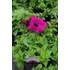 Kép 2/2 - Petunia surfinia 'Purple' - petúnia - CS12