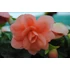 Kép 2/2 - Begonia x tuberhybrida 'Illumination Apricot Shades' - gumós begónia - CS12