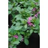 Kép 2/2 - Scaevola aemula 'Fancy Pink' - legyezővirág - CS12