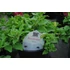 Kép 2/2 - Petunia surfinia 'White' - petúnia - CS12