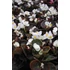 Kép 2/2 - Begonia semperflorens - bordó levelű, fehér cukorvirág - CS9