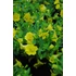 Kép 2/2 - Petunia calibrachoa 'Aloha Double Yellow' - mini virágú petúnia - CS12
