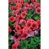 Kép 2/2 - Petunia hybrida 'Coral' - petúnia - CS12
