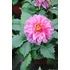 Kép 3/3 - Dahlia x hybrida 'Purple Bicolor' - törpe dália - CS14