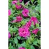 Kép 2/2 - Petunia calibrachoa 'Aloha Double Purple' - mini virágú petúnia - CS12