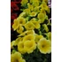 Kép 2/2 - Petunia hybrida 'Canary Yellow' - petúnia - CS12